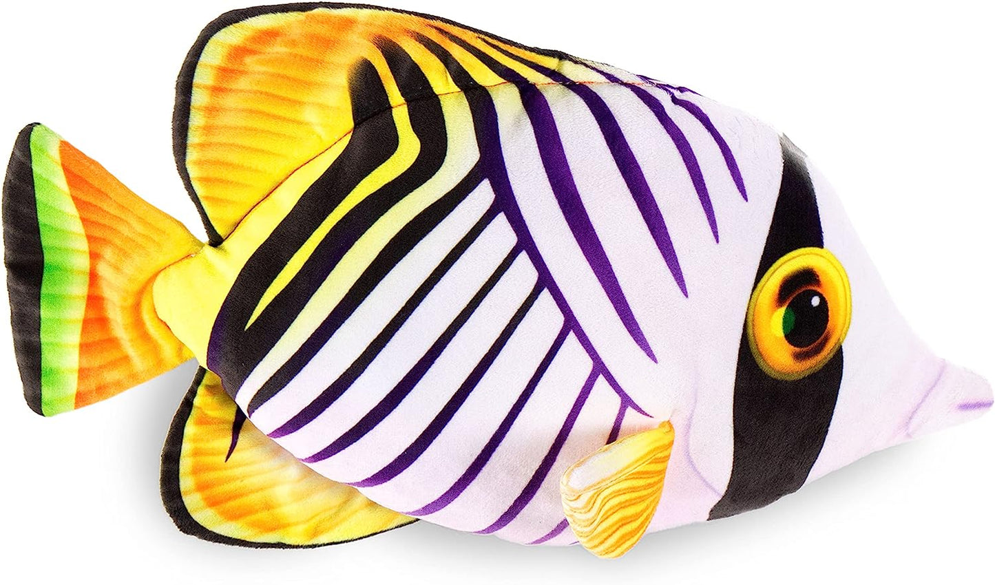 13" Auriga Butterfly Fish