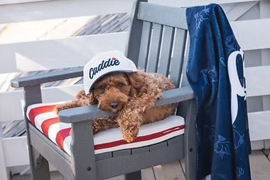 Solid Bill Hat-White/Navy