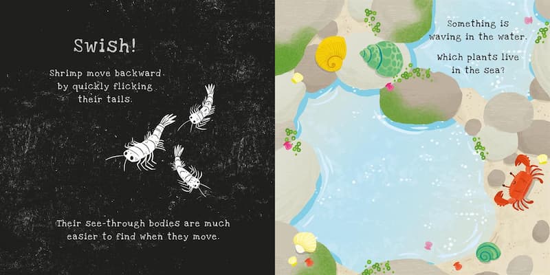 Secrets of the Seashore - Shine-a-Light