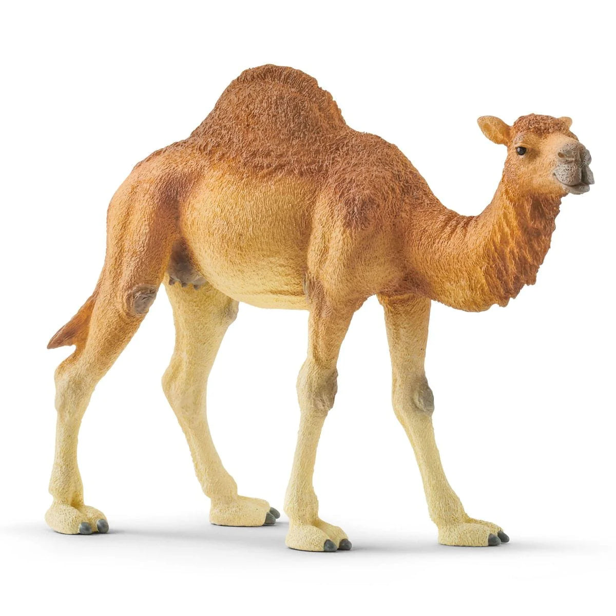 Camel