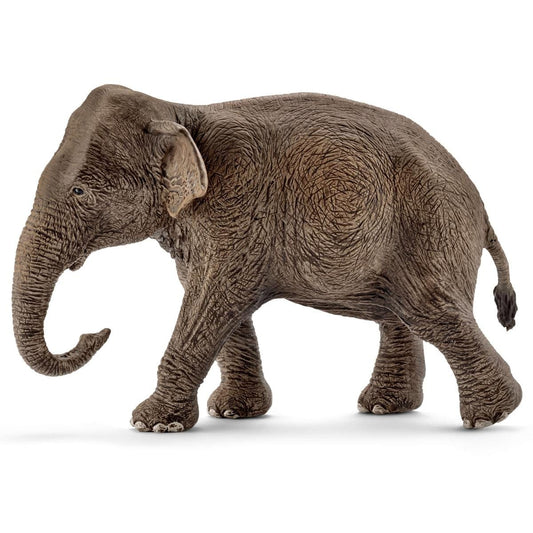 Female Asian Elephant