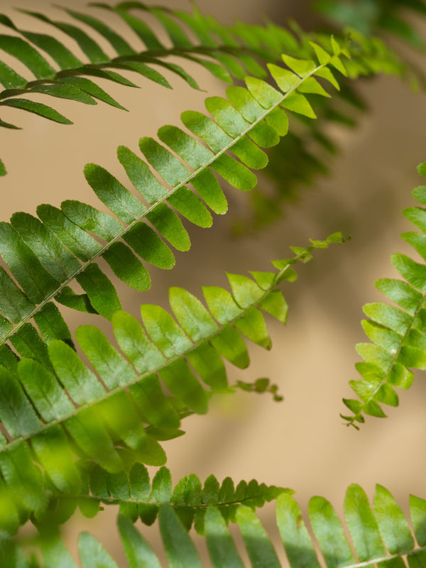 Pura Fern + Moss (Brooklyn Candle Studio)